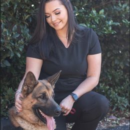 German Shepherd All Grown Up from Angel Oak German Shepherds