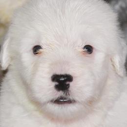 Girl 2 - female Old English Sheepdog puppy in Missouri from Roland Hills Farm