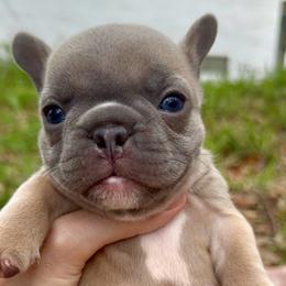 Blue Fawn Chunky Girl - French Bulldog Puppy (Nebula and Saga) - Fawn female French Bulldog puppy in Gulf Breeze, Florida from SW Frenchies