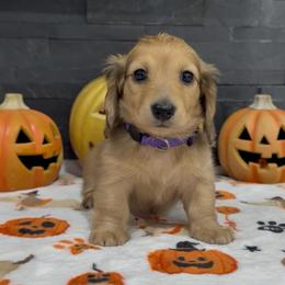 Waffles - Sable female Dachshund puppy in Goodyear, Arizona from AZ Royal Doxies llc