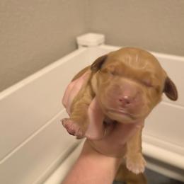 Vixen (1st pick female) - Golden female Golden Retriever puppy in Tenino, Washington from Oak River Goldens'