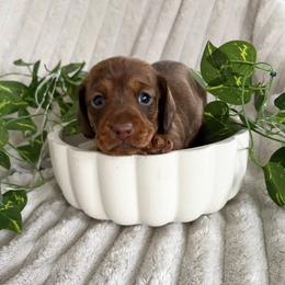 King - Chocolate male Dachshund puppy in Mobile, Alabama from Katrina's Dachshunds