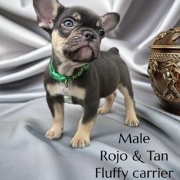 Apollo - Tricolors male French Bulldog puppy in Amarillo, Texas from Bomb City Bulldogs