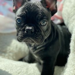 French Bulldogs from Breakfast with Frenchies