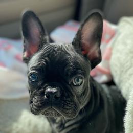 French Bulldogs from Breakfast with Frenchies