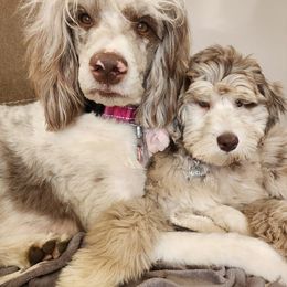 Aussiedoodle and Poodle Puppies from Drew’s Aussies & Doodles