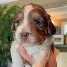Goose - Tri-color male Bernedoodle puppy in Yuba City, California from Ranch House Doodles