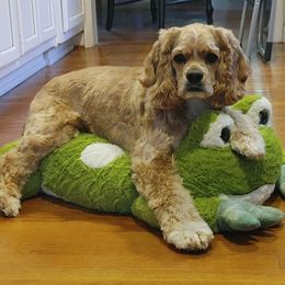 Cocker Spaniel All Grown Up from Laureen's Cocker Spaniels