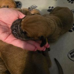 Navy Collar - Fawn male Great Dane puppy in Byron, Georgia from Dynamic Danes