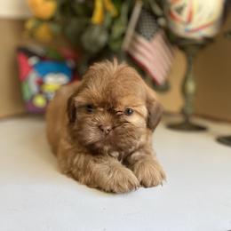 Girl 2 - Gold female Shih Tzu puppy in Troy, Michigan from "Shihtzu Best Friend"
