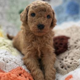Mr. Penut Butter - Apricot male Goldendoodle puppy in Bentonville, Arkansas from Bentonville Doodles