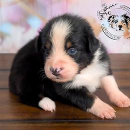 Savannah - Black tri-color female Australian Shepherd puppy in Fultonville, New York from Sandy Aussies & Pomeranians