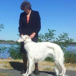 Borzois from Morozova Borzoi