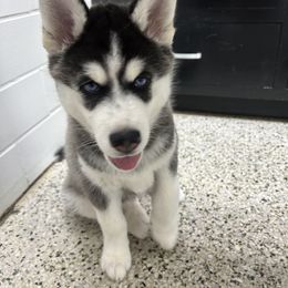 Siberian Husky Puppies from Fluffy Tail Huskies