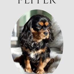 Pepper - Cavalier King Charles Spaniel