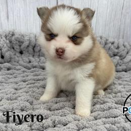 Fiyero - Red and white male Pomsky puppy in Eastman, Georgia from Once Upon A Pomsky