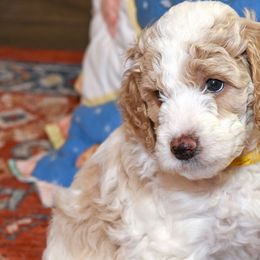 Goldendoodles from High Quality Goldendoodles