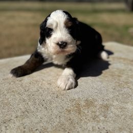 Bernedoodle Puppies from Sweet Pea Bernedoodles