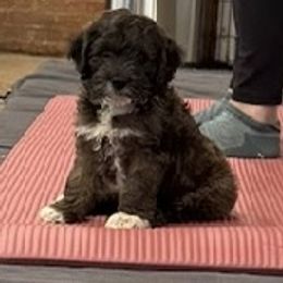 Fidget - Brown white and tan male Cockapoo puppy in Williamston, South Carolina from Sassy Bob’s Dogs
