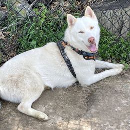 Koda - Siberian Husky