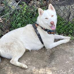 Koda - Siberian Husky