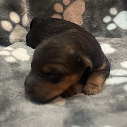 Laura - Black and tan female Welsh Terrier puppy in West Plains, Missouri from Sycamore Ridge Puppies