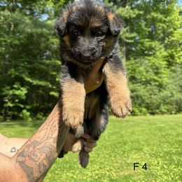 German Shepherd Puppies from Casale Shepherds