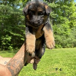 German Shepherd Puppies from Casale Shepherds
