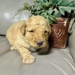 Jackpot - Cream male Goldendoodle puppy in Lake City, Florida from Dream Hollow Farm
