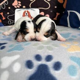 Pink collar on right - Black white and tan female Basset Hound puppy in Dutton, Alabama from Synbella's Charming Basset's