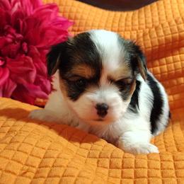 Primadonna - Parti female Yorkshire Terrier puppy in Pine Grove, Pennsylvania from Cathy Burns