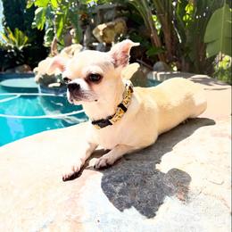 Athena - Chihuahua