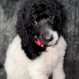 Cinnamon (Pink Collar) - Parti female Poodle puppy in League City, Texas from Chauffeured Poodles