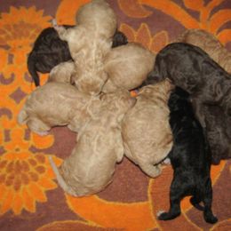 Goldendoodle and Poodle Puppies from David & Patricia Elliott