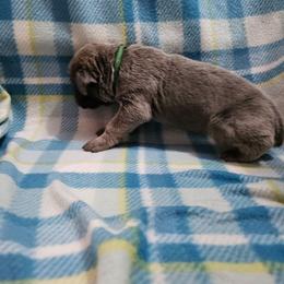 Fernando - Gray and fawn male Cane Corso puppy in Roachdale, Indiana from Cast Iron Kennels