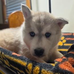1 Purple - Gray and white female Siberian Husky puppy in Dane, Wisconsin from Sunny Hurricane Siberians