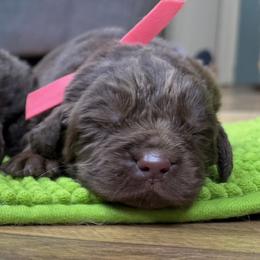 Rosie Red boy - Brown male Newfoundland puppy in Pottstown, Pennsylvania from Latin of Course Newfoundlands