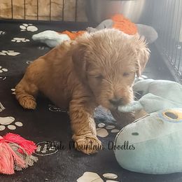 Double Doodle, Labradoodle, and Sheepadoodle Puppies from Mule Mountain Doodles