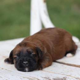 Marco - Red male Whoodle puppy in West Bend, Iowa from Blue Skies Terriers