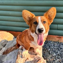 Memphis - Cardigan Welsh Corgi
