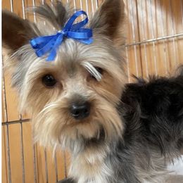 Simba - Yorkshire Terrier