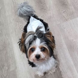 Bam Bam - Yorkshire Terrier