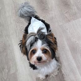 Bam Bam - Yorkshire Terrier