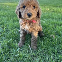 Girl 1- Pink - Red  female Goldendoodle puppy in Luana, Iowa from Country View Bernedoodles and Goldendoodles