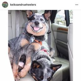 Australian Cattle Dog and Pembroke Welsh Corgi Puppies from Heelers in Texas