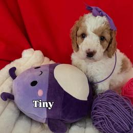 Tiny - Cream female Goldendoodle puppy in Cordova, Tennessee from TrueLine kennels