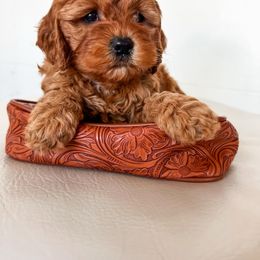 Cockapoo puppies from Rocking JH Pup Co