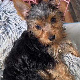 Twinkie - Black and tan female Yorkshire Terrier puppy in West Enfield, Maine from GRIFFEY'S SPA AND KENNEL