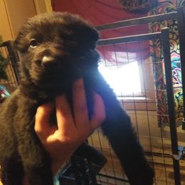 German Shepherd Puppies from Keith Mcgurk
