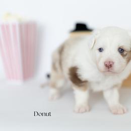Donut - Red merle male Miniature Australian Shepherd puppy in Wooster, Ohio from Kari's Mini Aussies